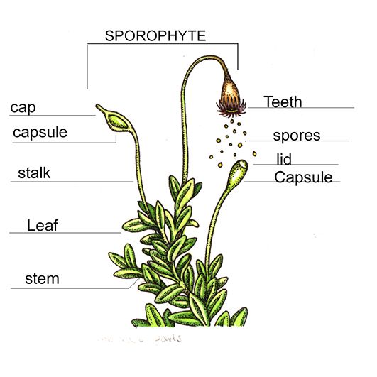 Diagram Of Liverwort : Non-Vascular Plants - Definition and ...