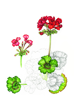 Lizzie Harper botanical illustrator exhibition geraniums - Lizzie Harper