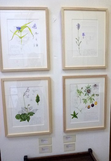 Lizzie Harper Botanical Illustrator Exhibition Paintings - Lizzie Harper