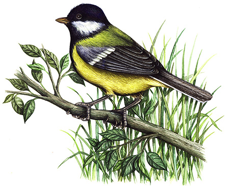 Great Tit Bird Facts (Parus major)