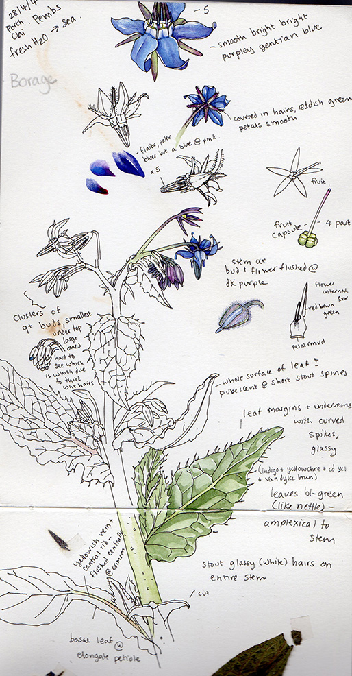 Botanical Sketchbook