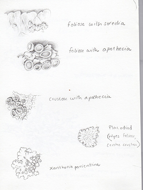 sketchbook study of lichen
