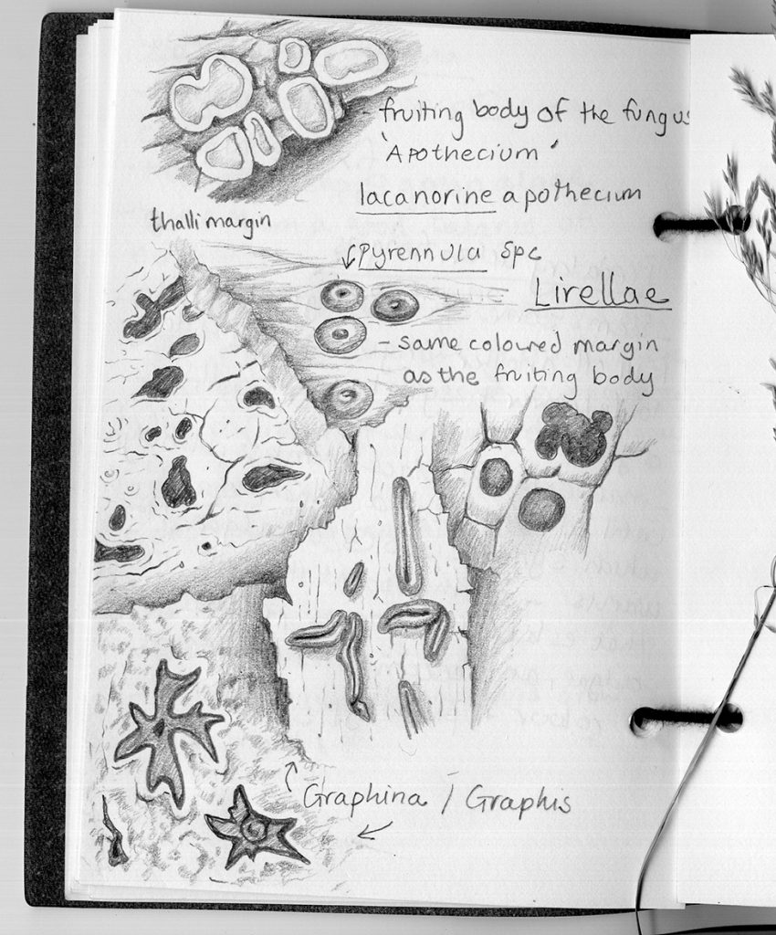 sketchbook study of lichens