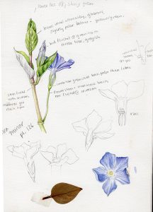 sketchbook study