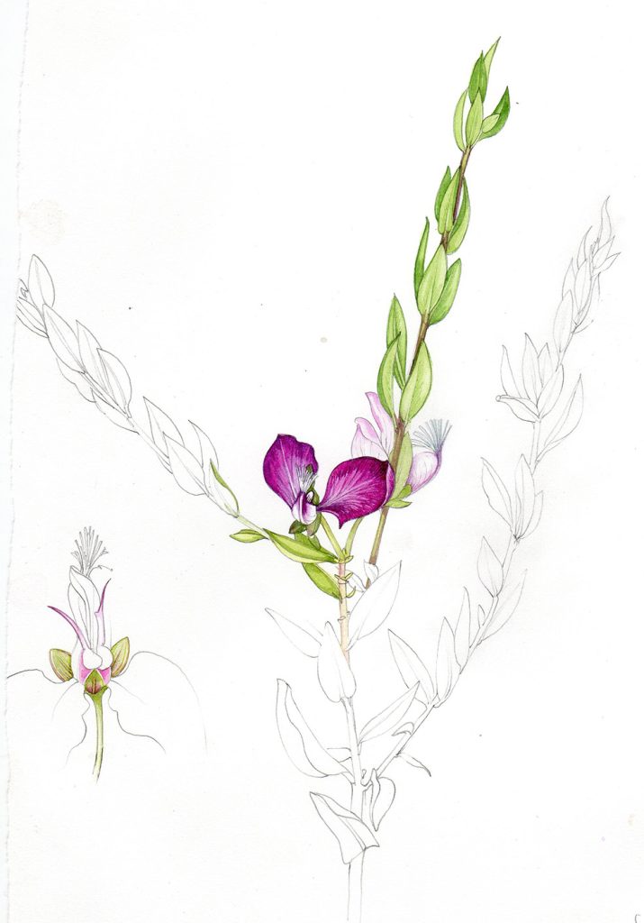 sketchbook study of Polygala