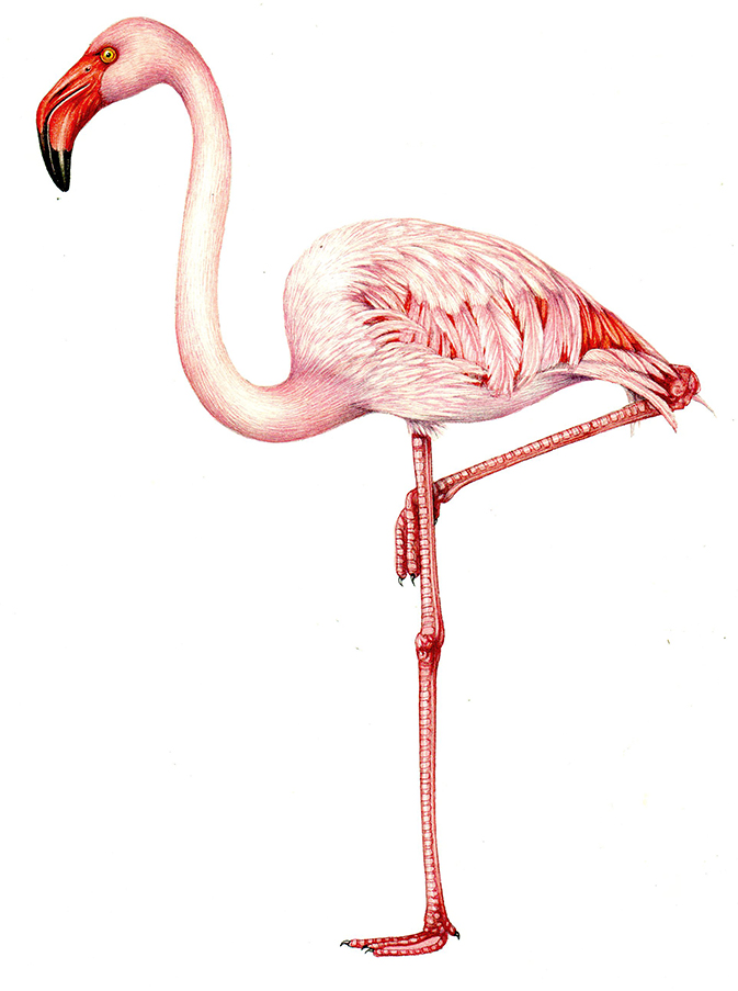 greetings card design flamingo