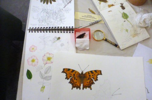 Illustrating a Butterfly Bouquet - Lizzie Harper