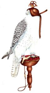 falcon greetings card