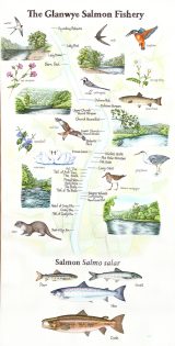 Salmon Fishing on the River Wye