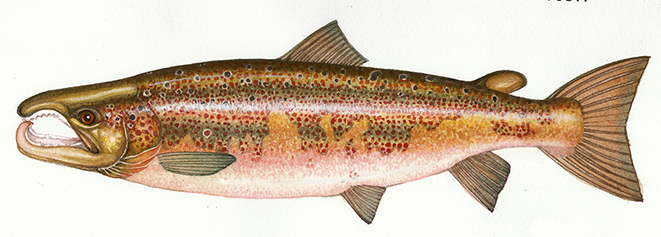 salmon kype