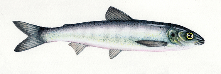 salmon smolt