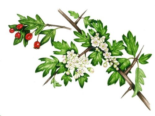 hawthorn botanical illustration by Lizzie Harper - Lizzie Harper