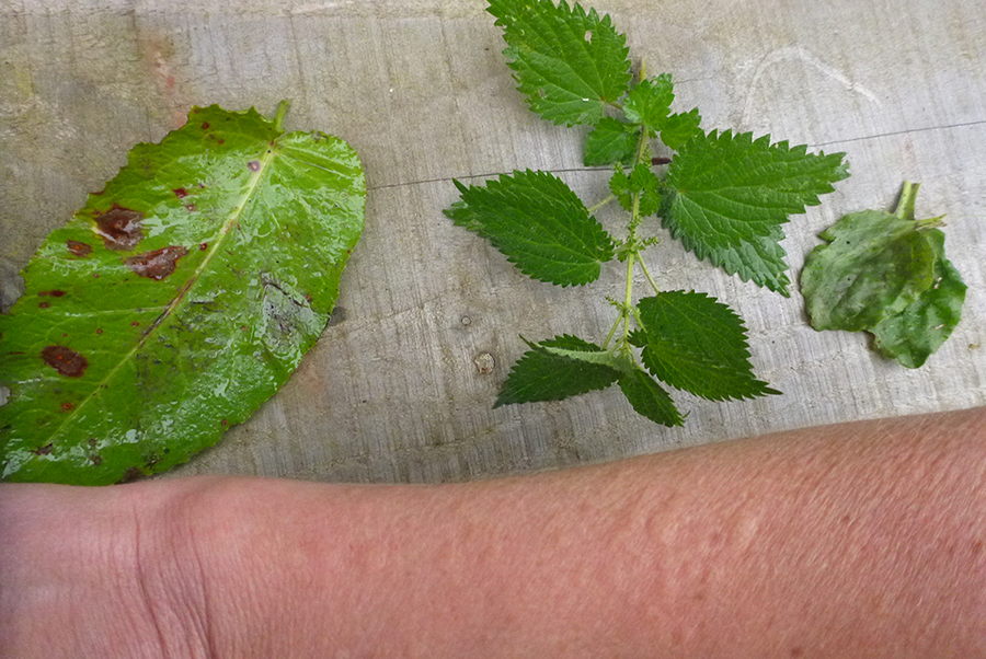 nettle