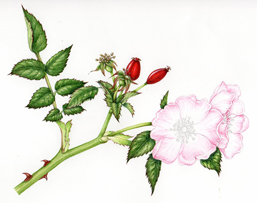 dog rose