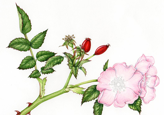 dog rose