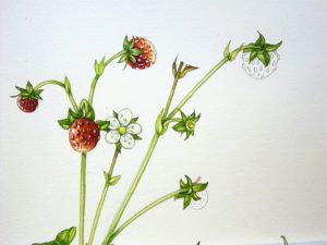 wild strawberry false fruit