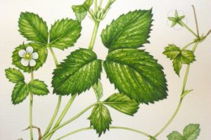 wild strawberry
