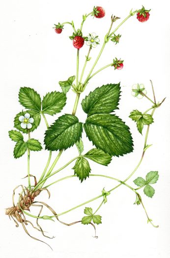 27,621 Strawberry Plant Drawing Images, Stock Photos & Vectors |  Shutterstock