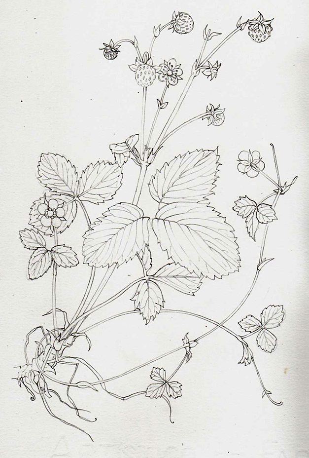 File:Illustration of wood strawberry plant from 'A curious herbal by'  Elizabeth Blackwell (circa 1700-1758) and printed for Samuel Harding,  1737-1739. Find out more about Scottish women scientists at  (8572182002).jpg - Wikimedia Commons