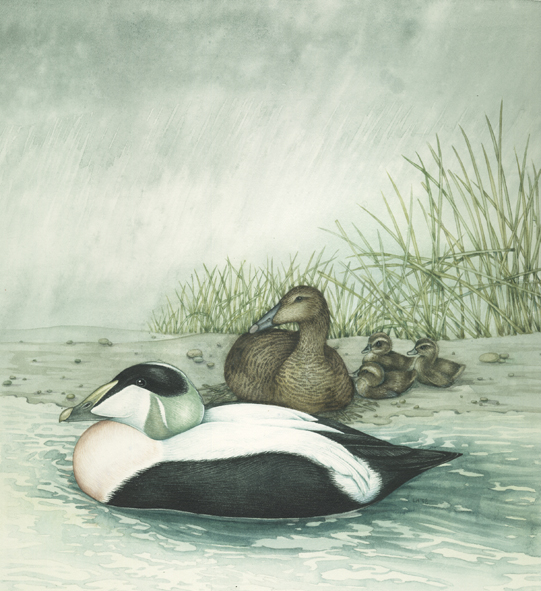 ornithological illustration by lizzie harper illustrator