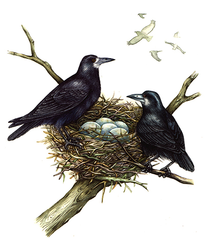 corvid illustration