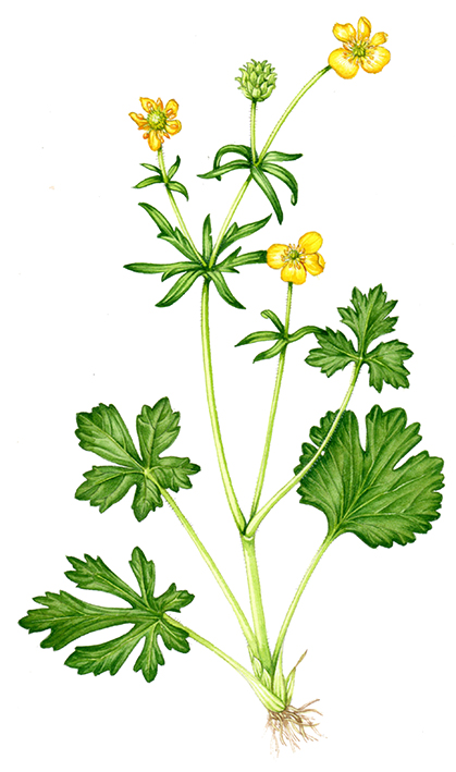 Buttercup, Description, Species, & Facts