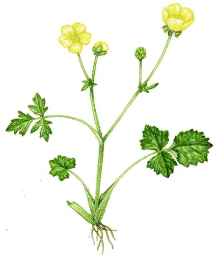 Botanical Illustration Buttercup Species Lizzie Harper