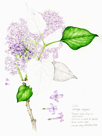 Lilac Sketch (Portrait)