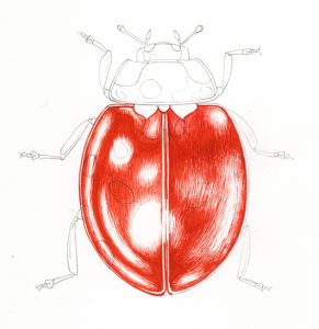 ladybird