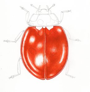 ladybird