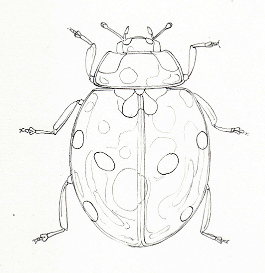 Ladybug Drawing Stock Illustrations – 10,934 Ladybug Drawing Stock  Illustrations, Vectors & Clipart - Dreamstime