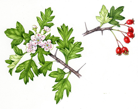 [Obrazek: Hawthorn-FINAL-Crataegus-monogyna-illust...harper.jpg]