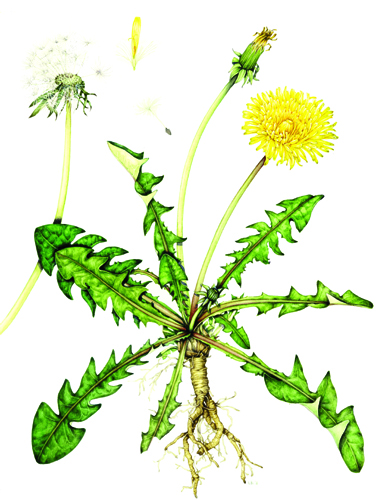 dandelion illustrated by lizzie harper - Lizzie Harper