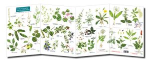 foraging chart