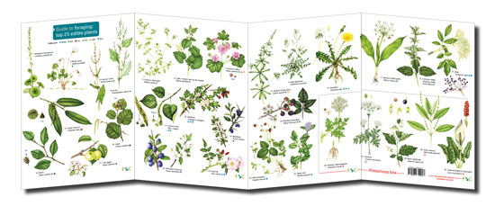 Illustrations for Foraging for Edible Plants Chart Lizzie Harper