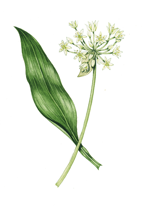 garlic flower illustration