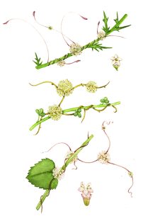 Botanical Illustration: Exploring Adventitious Roots - Lizzie Harper