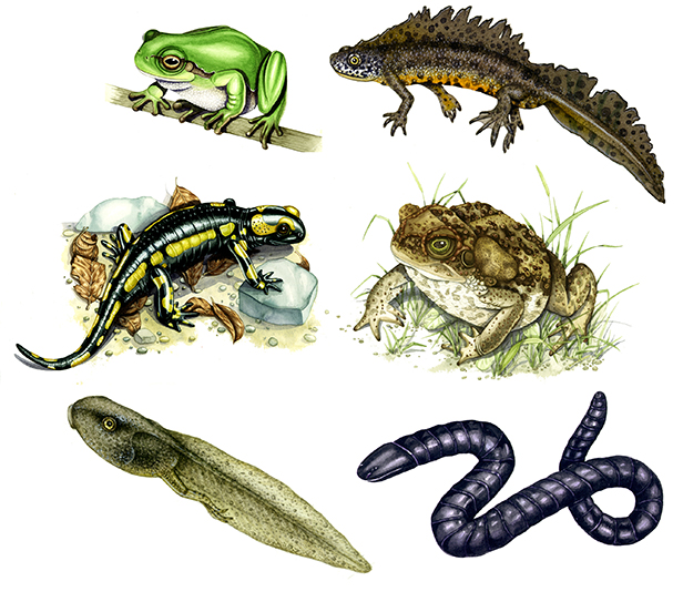 scientific name latin names illustration by Lizzie Harper amphibians