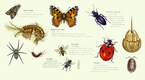 scientific name latin names illustration by Lizzie Harper arthropods ...
