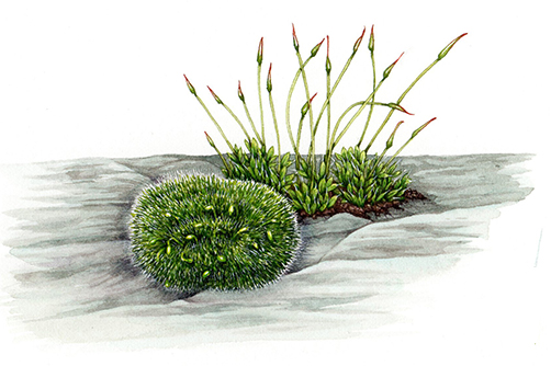 Moss Drawing - Though moss could be associated with the words