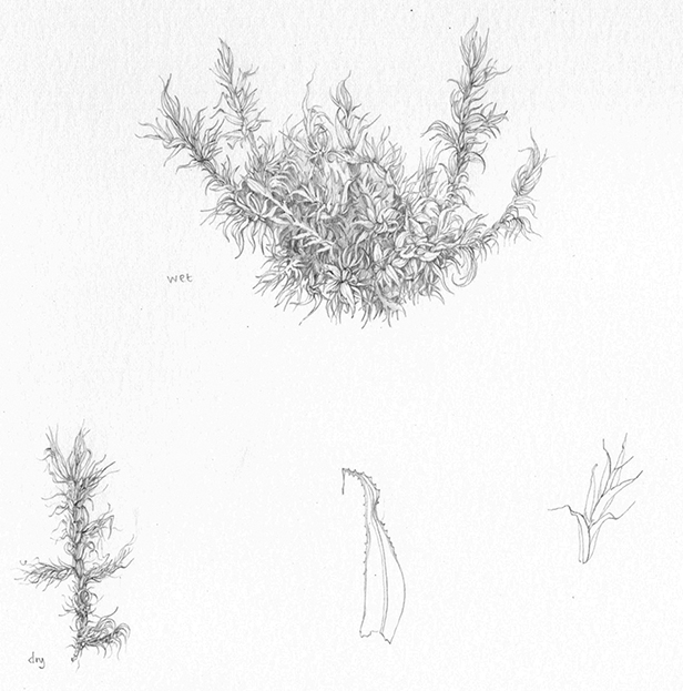 Mosses Plants Drawing