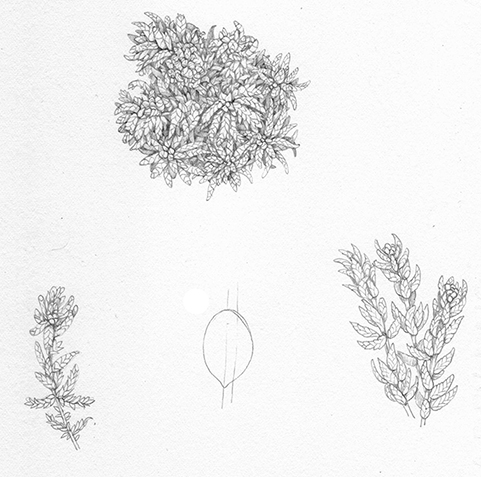 Mosses Plants Drawing