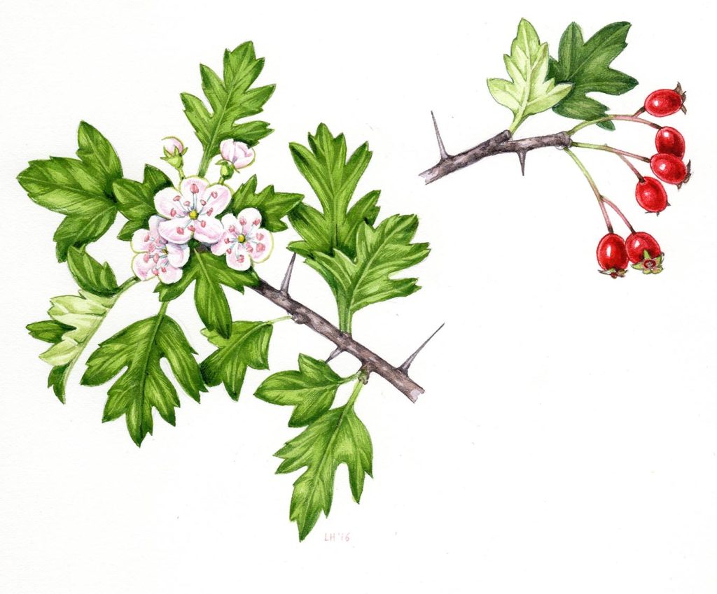 hawthorn