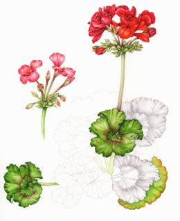 Geranium sketch (Portrait)