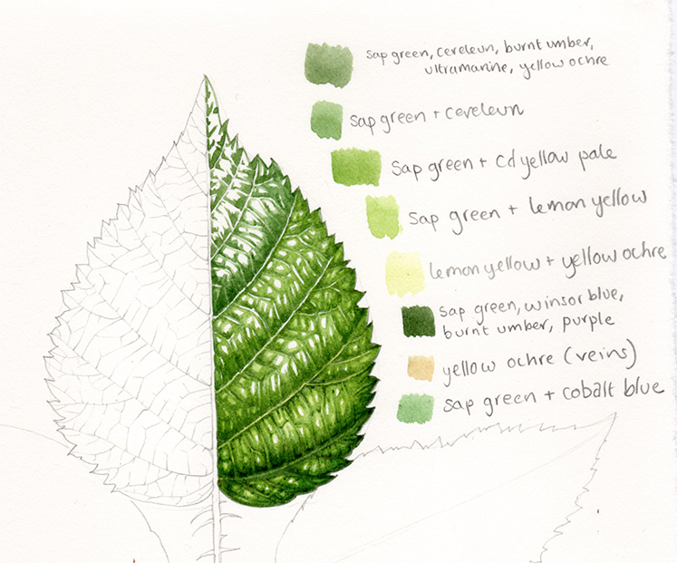 Botanical Illustration Step By Step Painting Of Leaves Lizzie Harper