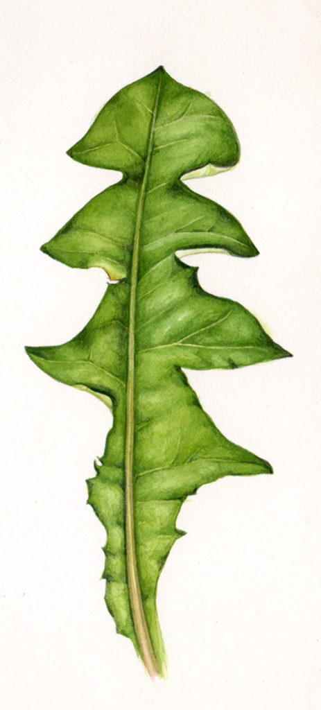 leaves