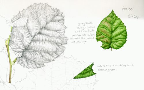 Botanical Illustration of Rose Leaves - Lizzie Harper