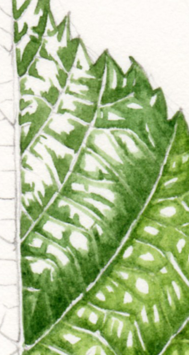 Leaf Shape: Margins, Venation and Position - Lizzie Harper