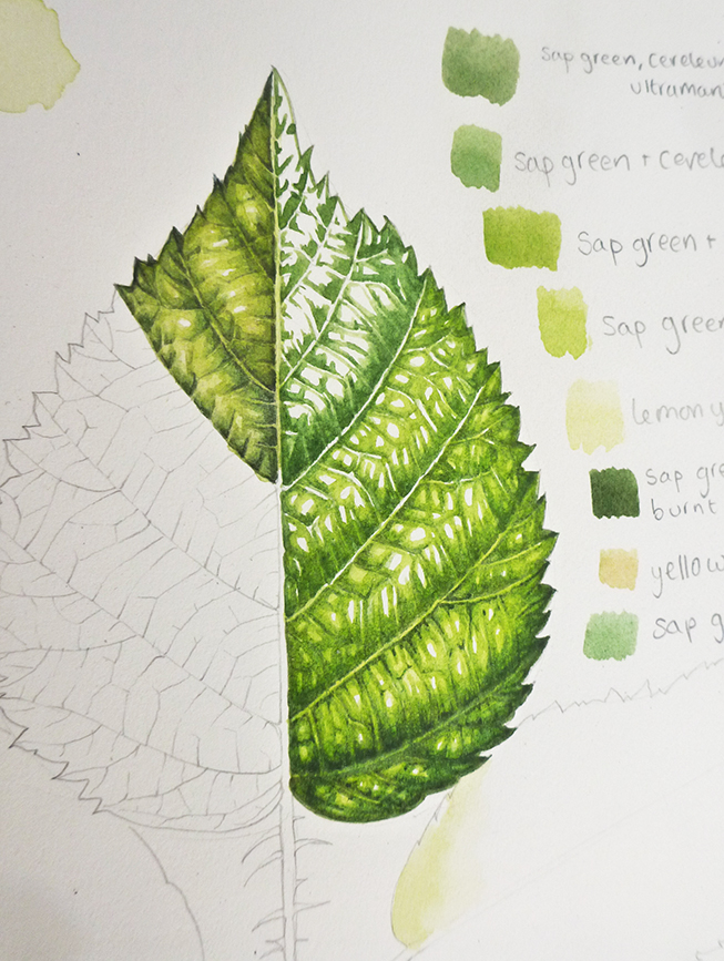 Botanical Illustration Step by step painting of leaves Lizzie