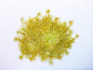 sphagnum